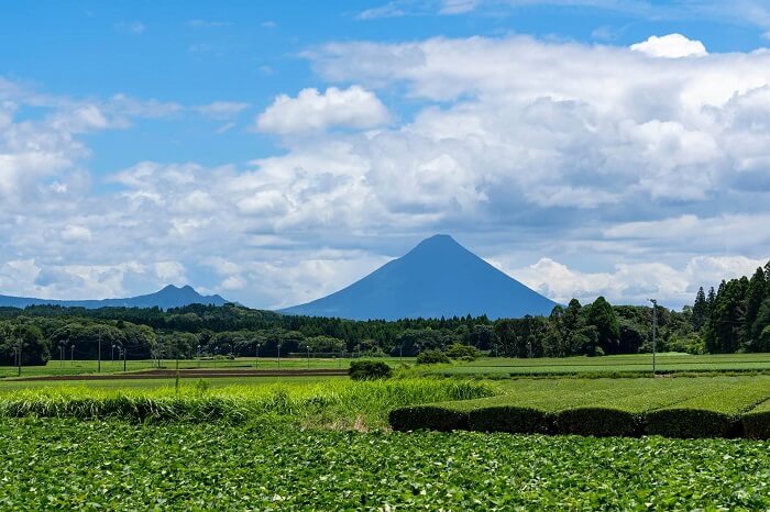 Matcha kaufen Japan Kagoshima Kyushu Anbau Herstellung Landschaft Teefeld Teeplantage Bio Matcha Grüntee Matcha Passion